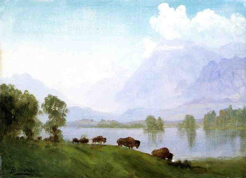 Albert Bierstadt Buffalo Country china oil painting image